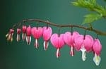Photos provided by https://pixabay.com/ Ahimsa - Without Violating Natural Order, crying heart, heart stick, blossom